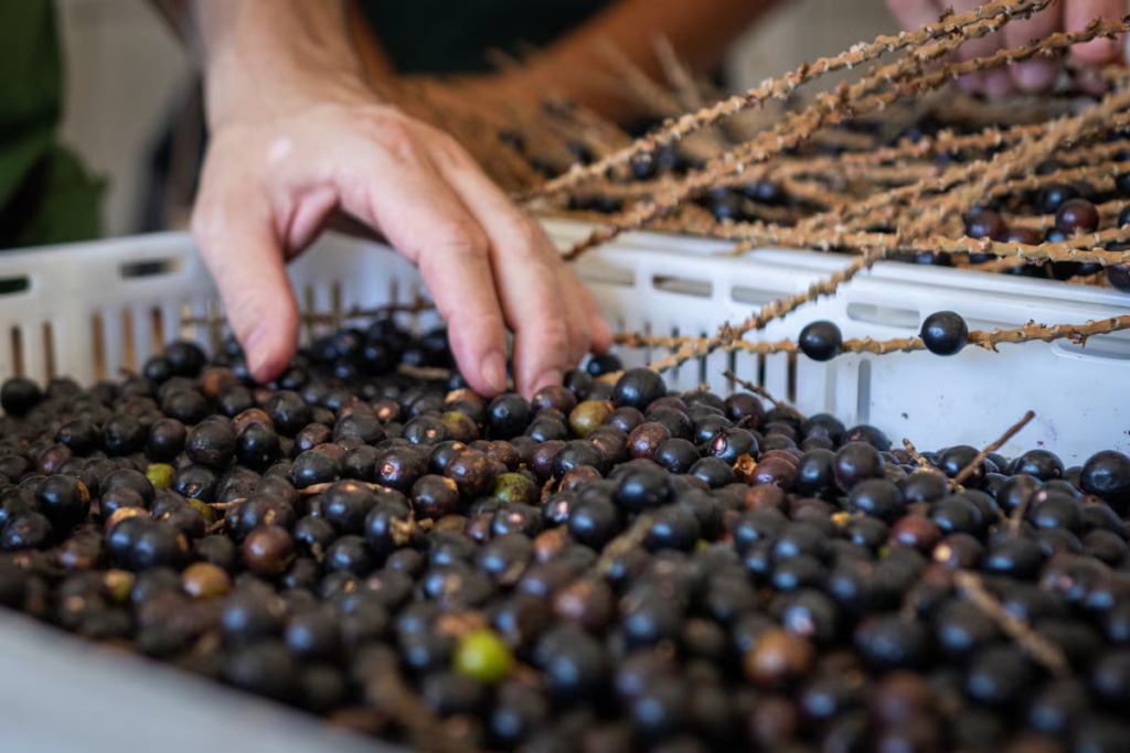 Conhece a juçara? O fruto da Mata Atlântica que conquista chefs e impulsiona economias tradicionais
