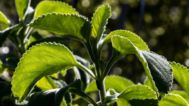 A planta amarga de casa de vó que faz bem para a saúde digestiva e é fácil de cultivar